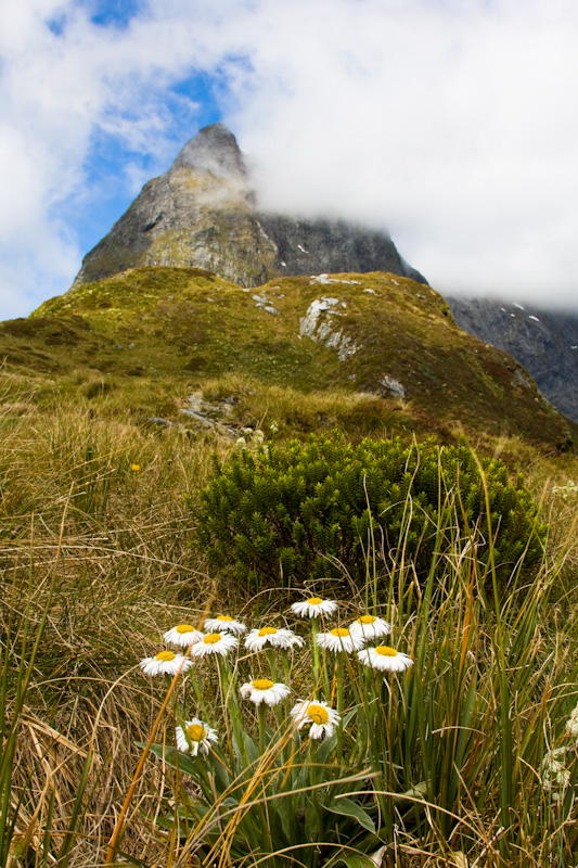 Mount Ballon And Wildflowers
